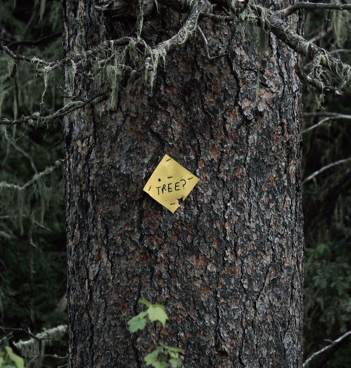A tree with a funny sign that says TREE? in yellow with a question mark, found in the wild.