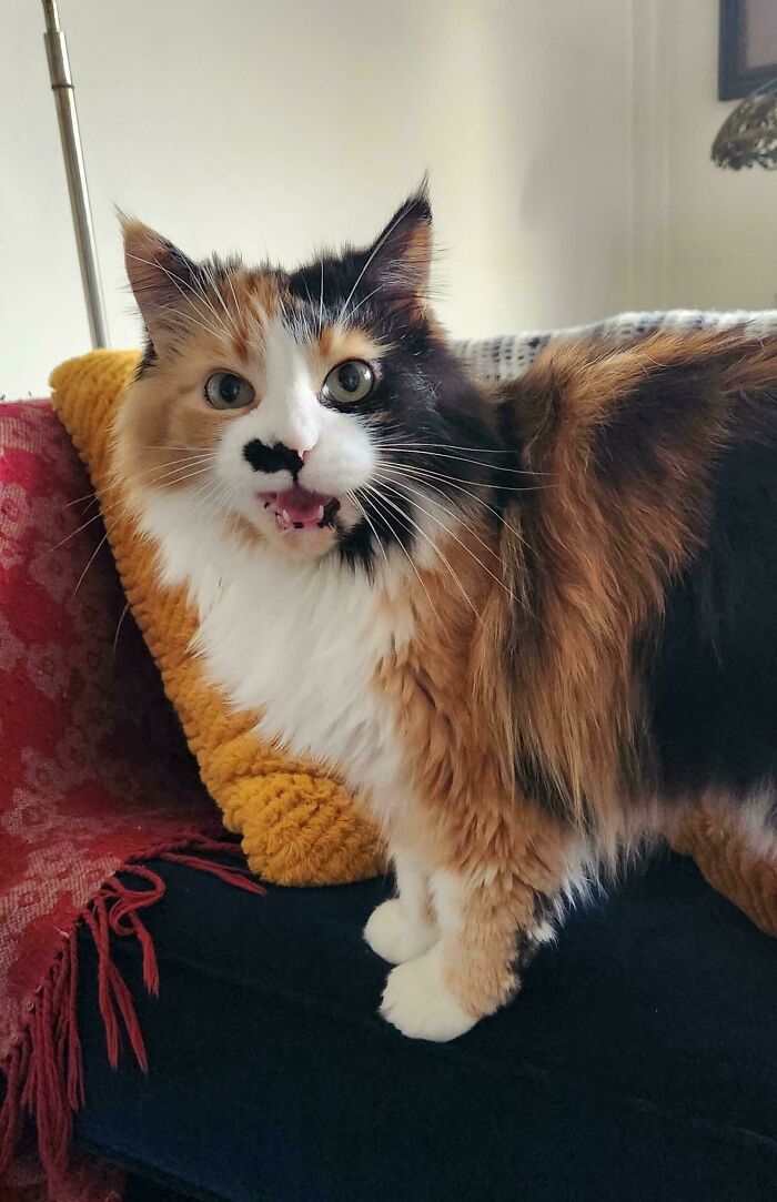 Fluffy tri-color cat meowing on cozy living room couch