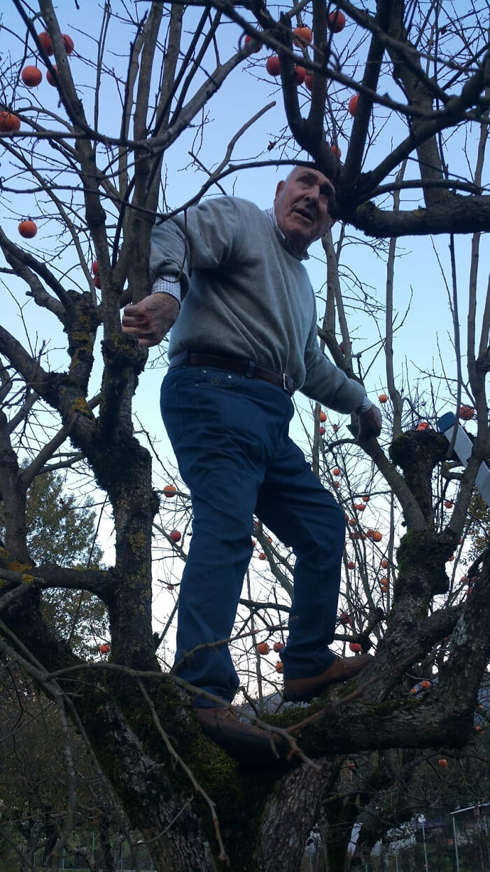 An elderly mad lad man climbs a tree, defying age and challenging typical behavior.