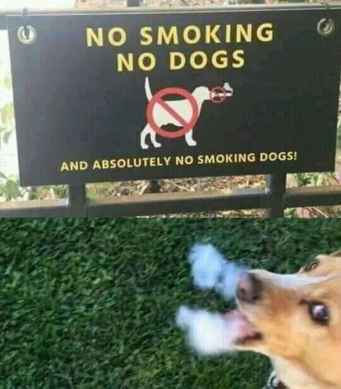 A Mad Lad dog smoking next to a No Smoking, No Dogs sign, and absolutely no smoking dogs.