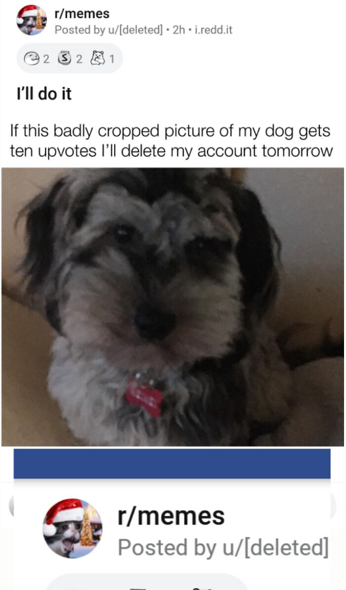 A Reddit post showing a blurry dog picture with the text I'll do it, capturing a mad lad's challenge.