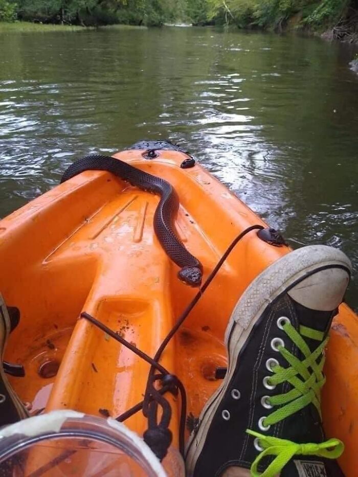 Terrifying nature pic of a black snake in an orange kayak on a river.