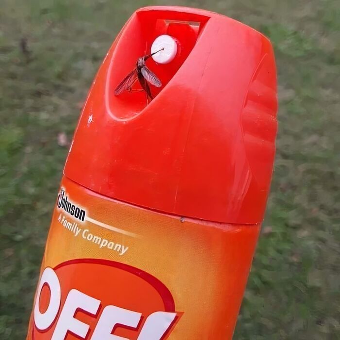 A bug stuck in the nozzle of OFF! insect repellent, a challenge of irony and a mad lad moment.