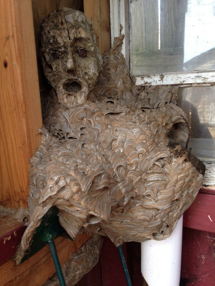 Terrifying nature pic of a wasp nest forming a face on the side of a building.