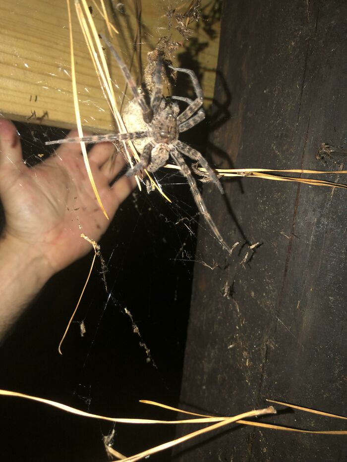 A terrifying nature pic of a huge spider with an egg sac next to a human hand for scale, showcasing its large size.