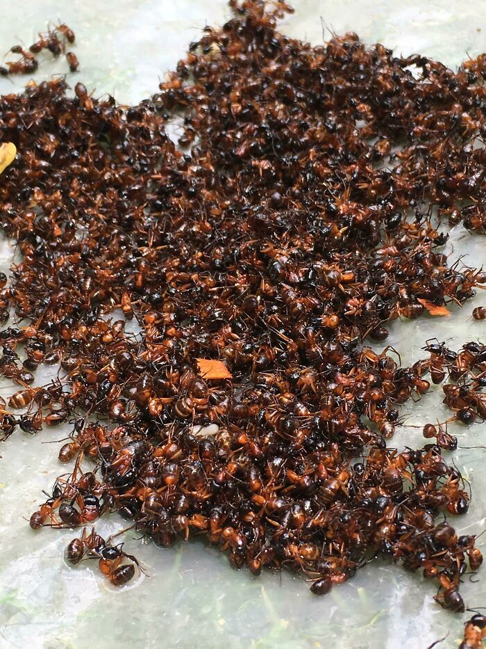 A terrifying nature pic featuring a dense swarm of red and black ants covering a surface, an unsettling sight.