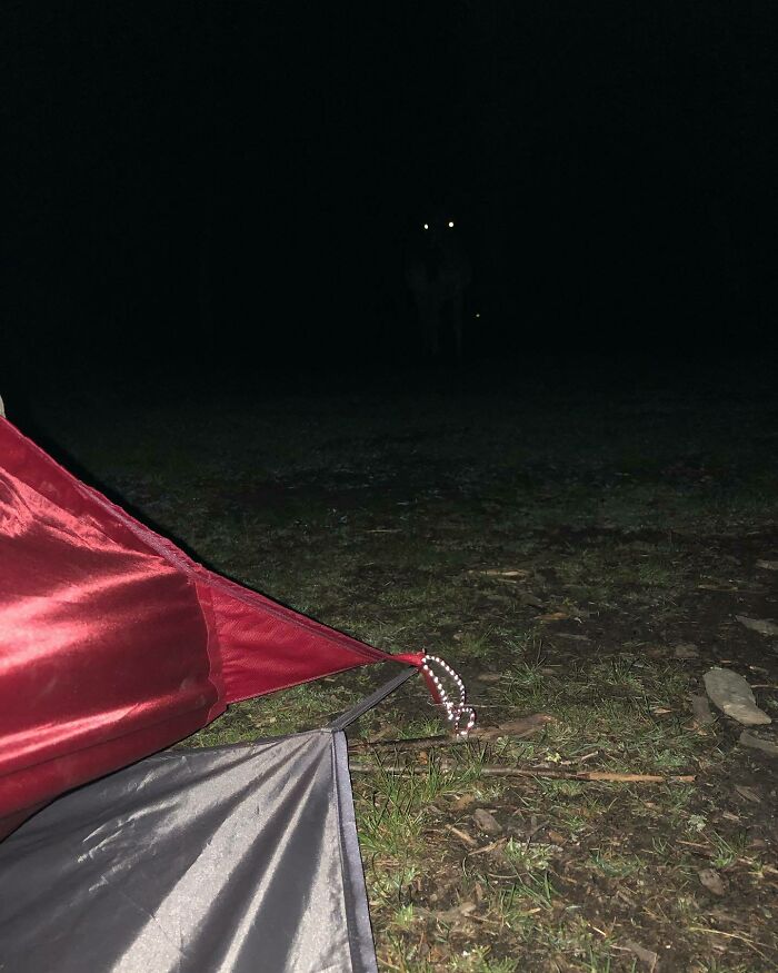From inside a tent, glowing eyes are visible in the dark forest, one of many terrifying nature pics.