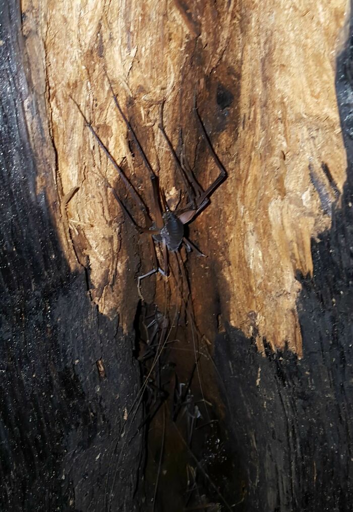 A tailless whip scorpion, with long legs, is camouflaged against dark wood, a terrifying nature pic.