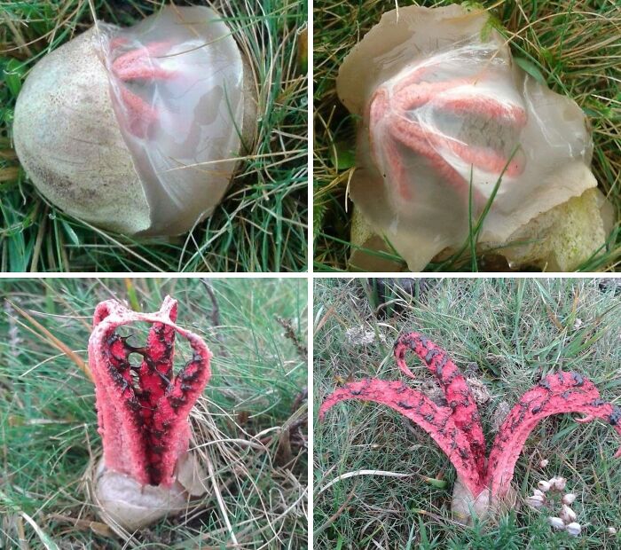 A four-panel image showing the life cycle of a red octopus stinkhorn mushroom, a terrifying nature pic.