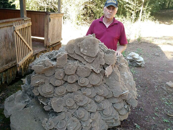A man stands beside an enormous, layered wasps nest, a terrifying nature pic.