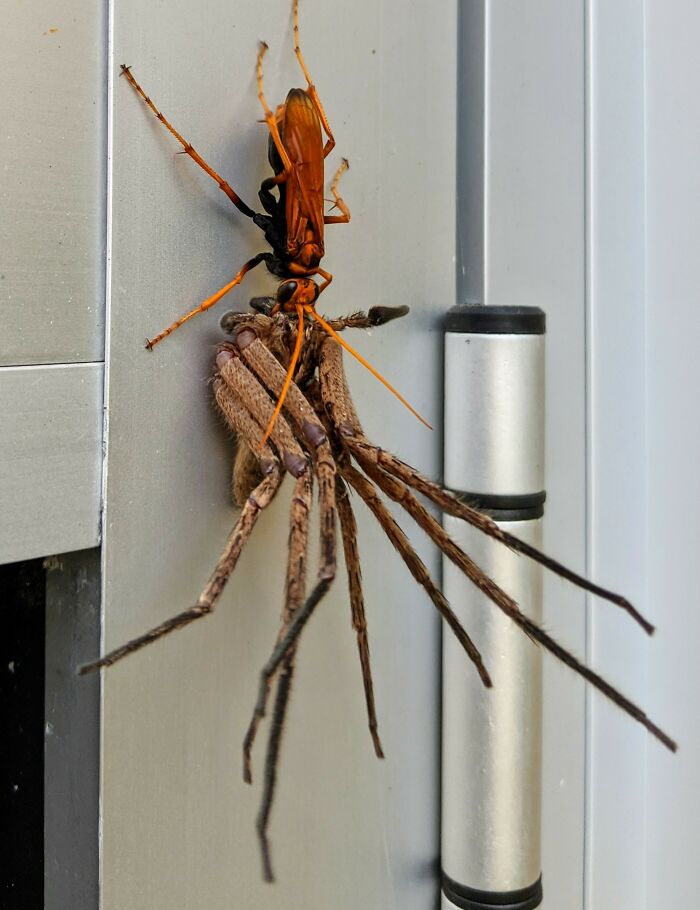 A large orange wasp carries a huntsman spider, both clinging to a metal surface, a terrifying nature pic.