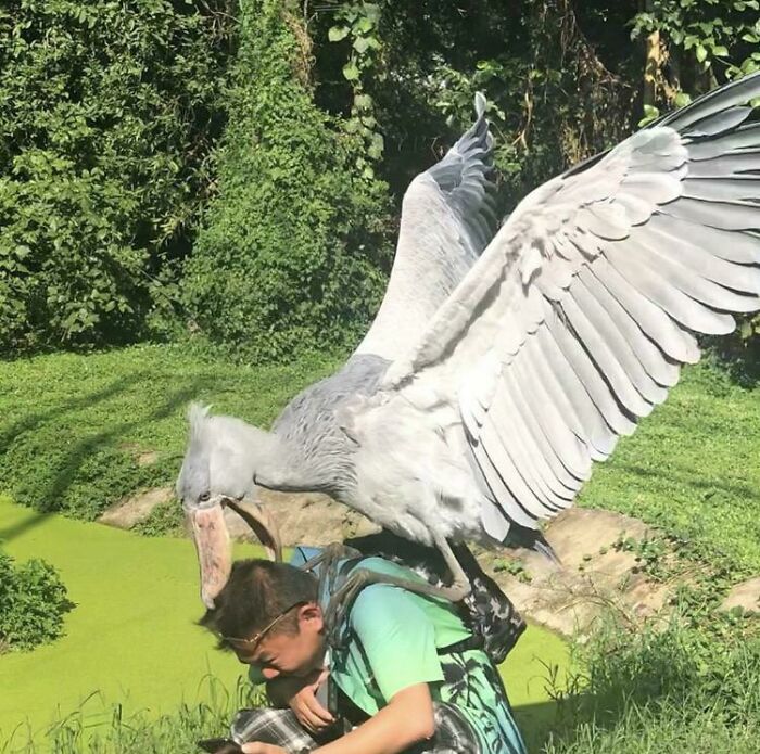 A shoebill stork perches on a mans back while he leans over green water, a terrifying nature pic.