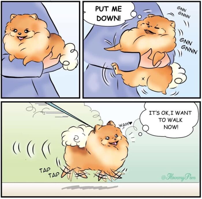These Hilarious Comics Perfectly Capture What Life Is Like When You’re Obsessed With Pomeranians (40 New Comics)