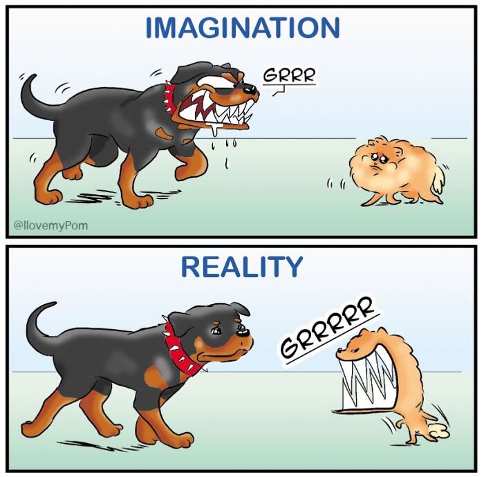 These Hilarious Comics Perfectly Capture What Life Is Like When You’re Obsessed With Pomeranians (40 New Comics)