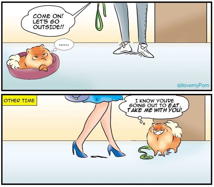 These Hilarious Comics Perfectly Capture What Life Is Like When You’re Obsessed With Pomeranians (40 New Comics)