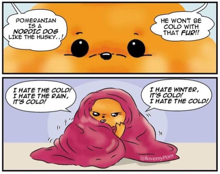 These Hilarious Comics Perfectly Capture What Life Is Like When You’re Obsessed With Pomeranians (40 New Comics)