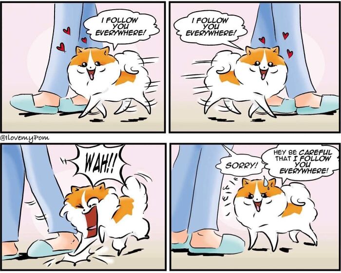 These Hilarious Comics Perfectly Capture What Life Is Like When You’re Obsessed With Pomeranians (40 New Comics)