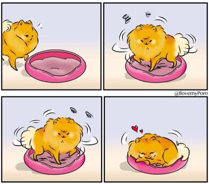 These Hilarious Comics Perfectly Capture What Life Is Like When You’re Obsessed With Pomeranians (40 New Comics)