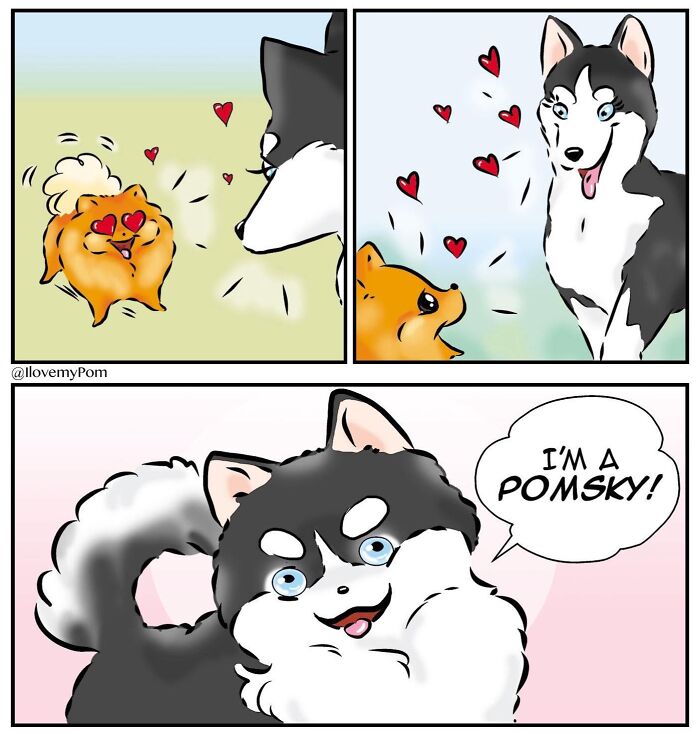 These Hilarious Comics Perfectly Capture What Life Is Like When You’re Obsessed With Pomeranians (40 New Comics)