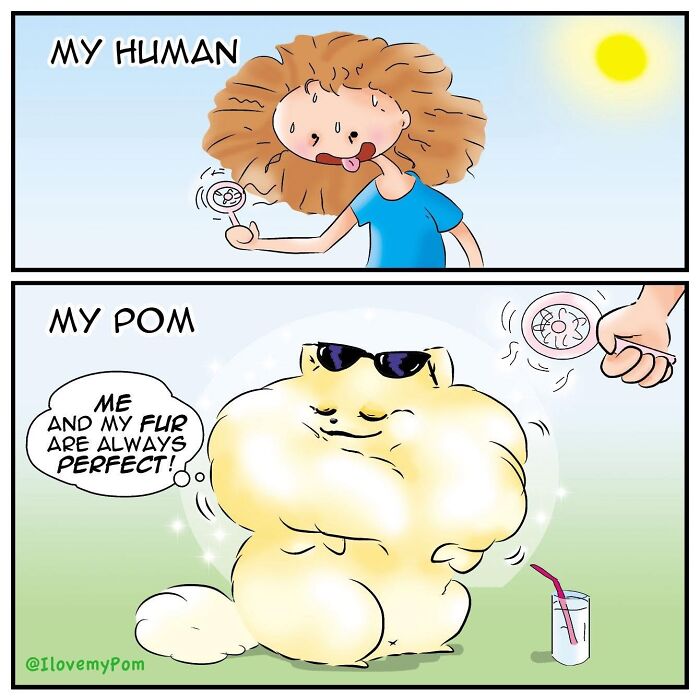 These Hilarious Comics Perfectly Capture What Life Is Like When You’re Obsessed With Pomeranians (40 New Comics)