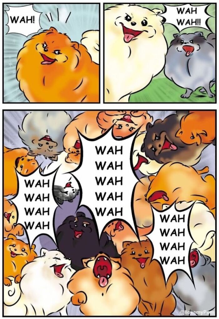 These Hilarious Comics Perfectly Capture What Life Is Like When You’re Obsessed With Pomeranians (40 New Comics)