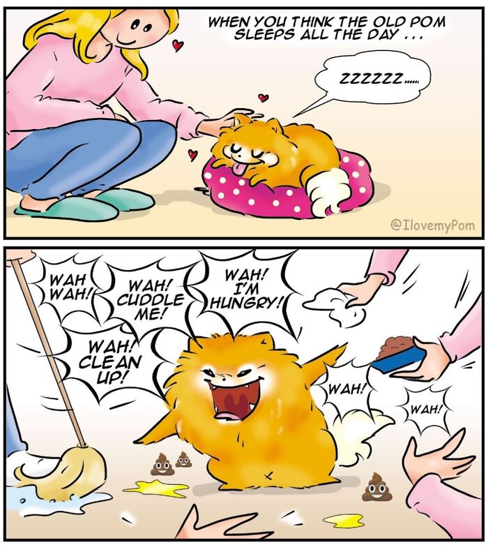 These Hilarious Comics Perfectly Capture What Life Is Like When You’re Obsessed With Pomeranians (40 New Comics)