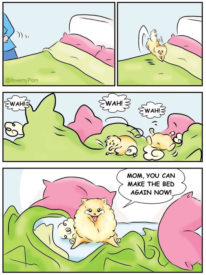 These Hilarious Comics Perfectly Capture What Life Is Like When You’re Obsessed With Pomeranians (40 New Comics)