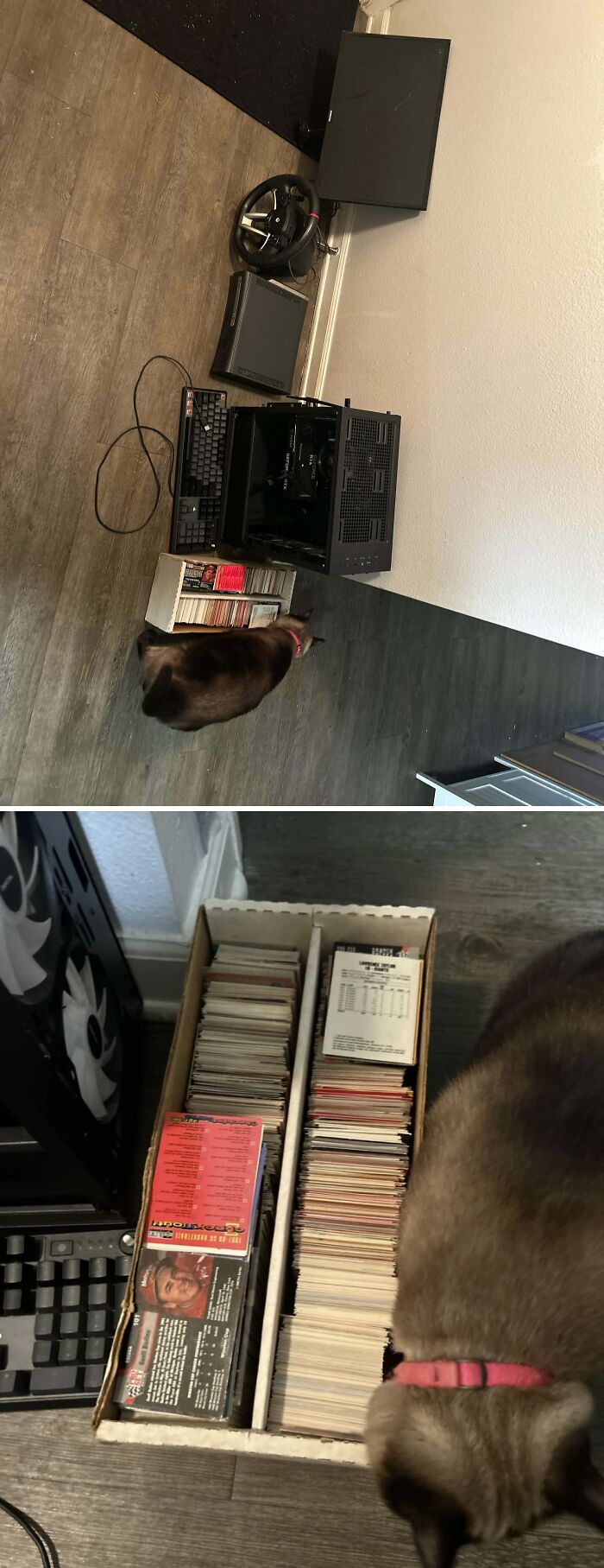 A cat inspecting a box of baseball cards next to a computer setup, highlighting luck while dumpster diving.