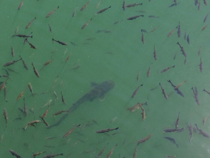 A terrifying nature pic captures a huge catfish swimming among a school of smaller fish in murky green water.