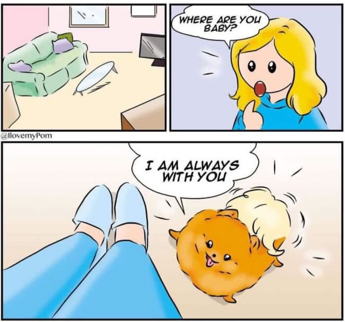 These Hilarious Comics Perfectly Capture What Life Is Like When You’re Obsessed With Pomeranians (40 New Comics)