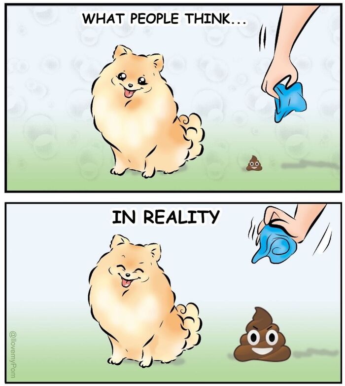 These Hilarious Comics Perfectly Capture What Life Is Like When You’re Obsessed With Pomeranians (40 New Comics)