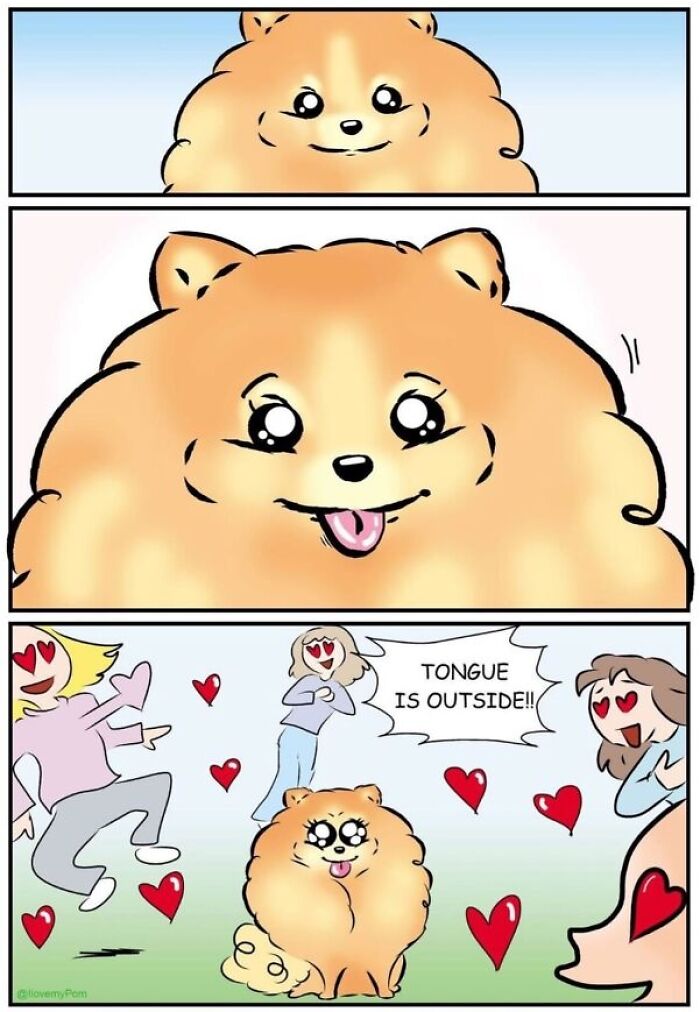 These Hilarious Comics Perfectly Capture What Life Is Like When You’re Obsessed With Pomeranians (40 New Comics)