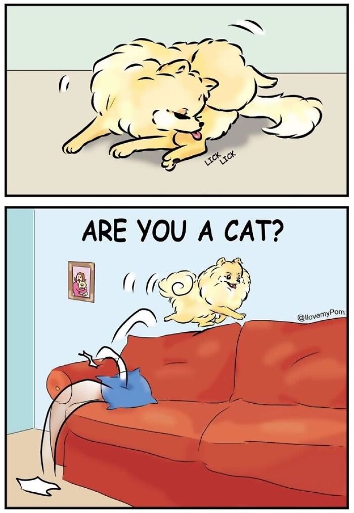 These Hilarious Comics Perfectly Capture What Life Is Like When You’re Obsessed With Pomeranians (40 New Comics)