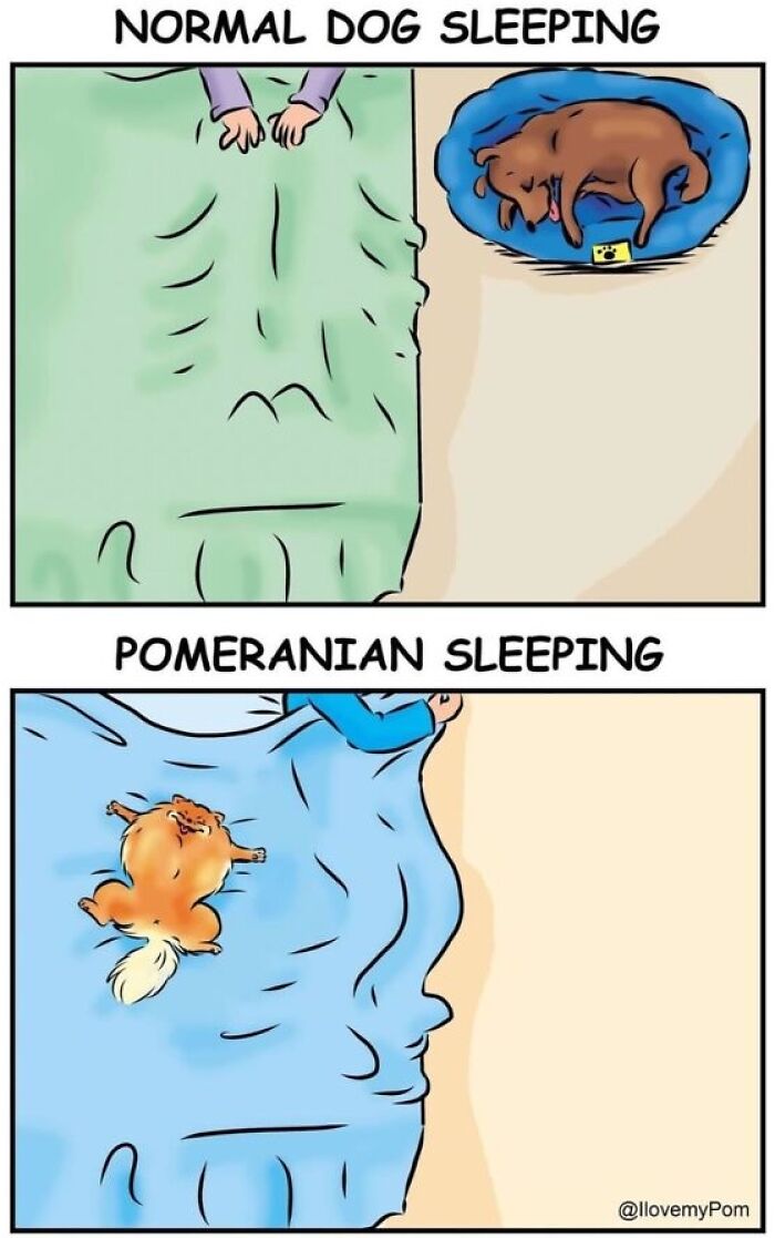 These Hilarious Comics Perfectly Capture What Life Is Like When You’re Obsessed With Pomeranians (40 New Comics)