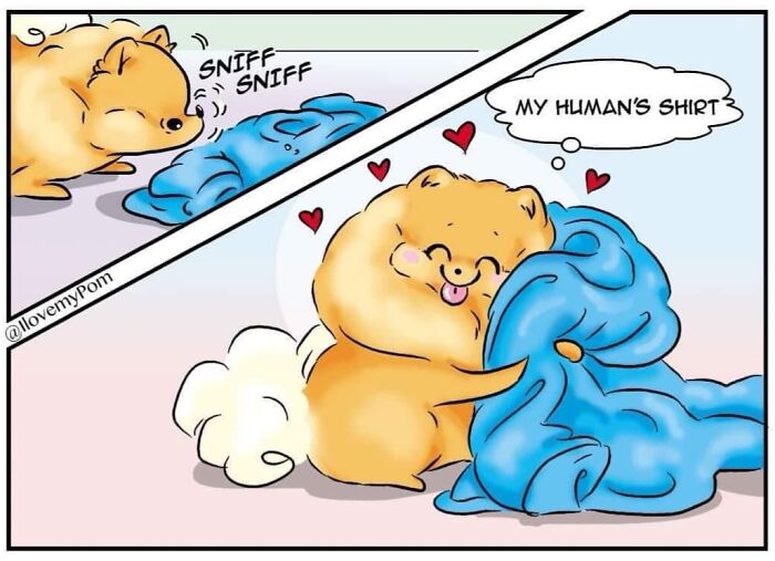 These Hilarious Comics Perfectly Capture What Life Is Like When You’re Obsessed With Pomeranians (40 New Comics)