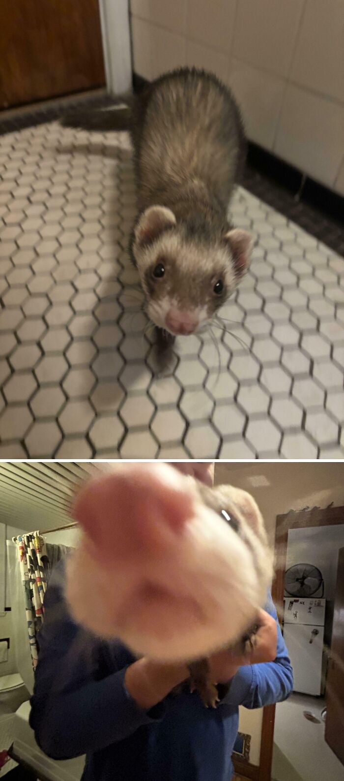 A ferret looking up at the camera, then a close-up of its nose, a lucky find after dumpster diving.