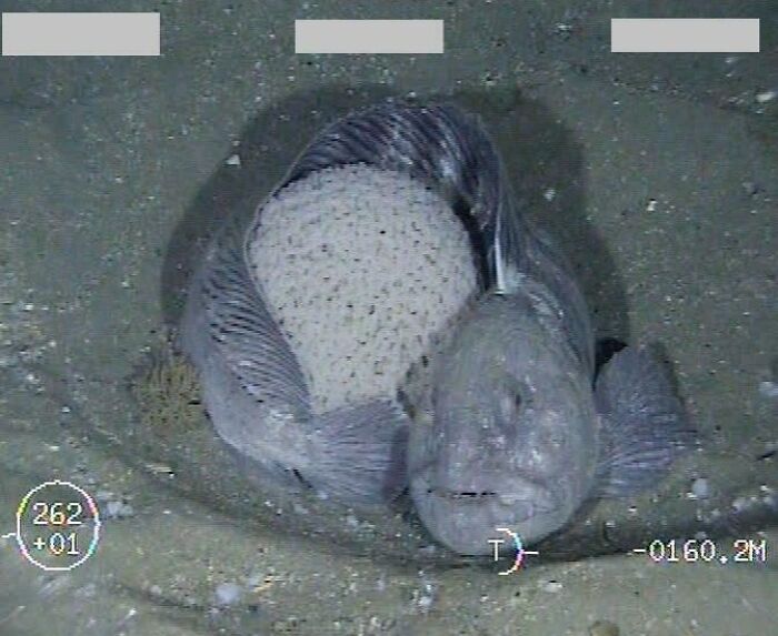 A terrifying nature pic of a ghostly-looking deep-sea fish protecting a large cluster of eggs.