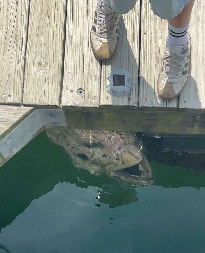A terrifying nature pic shows a person's legs on a wooden dock with the skeletal head of a large fish in the water below.