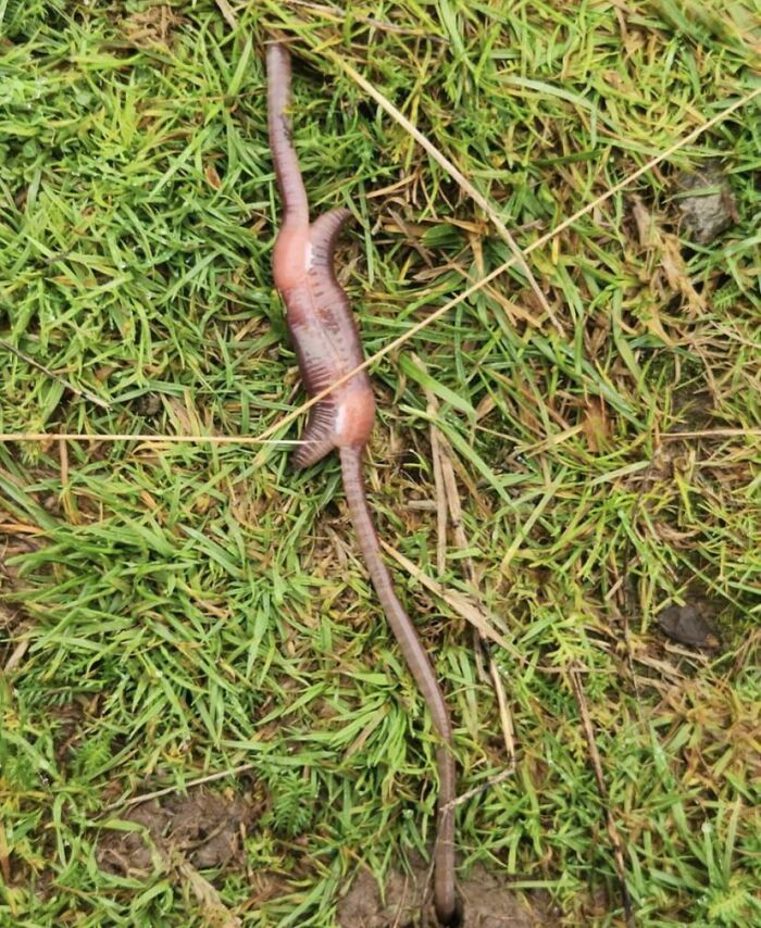 A terrifying nature pic of a long earthworm, partially buried in grass and mud, with a large, swollen section.
