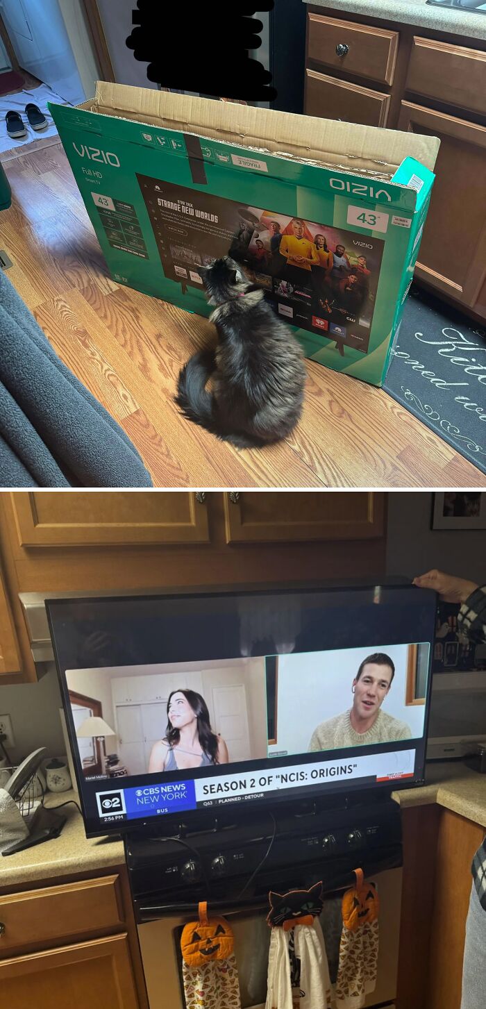 A cat sits next to a new TV box, then a large television found dumpster diving is placed on a stove.