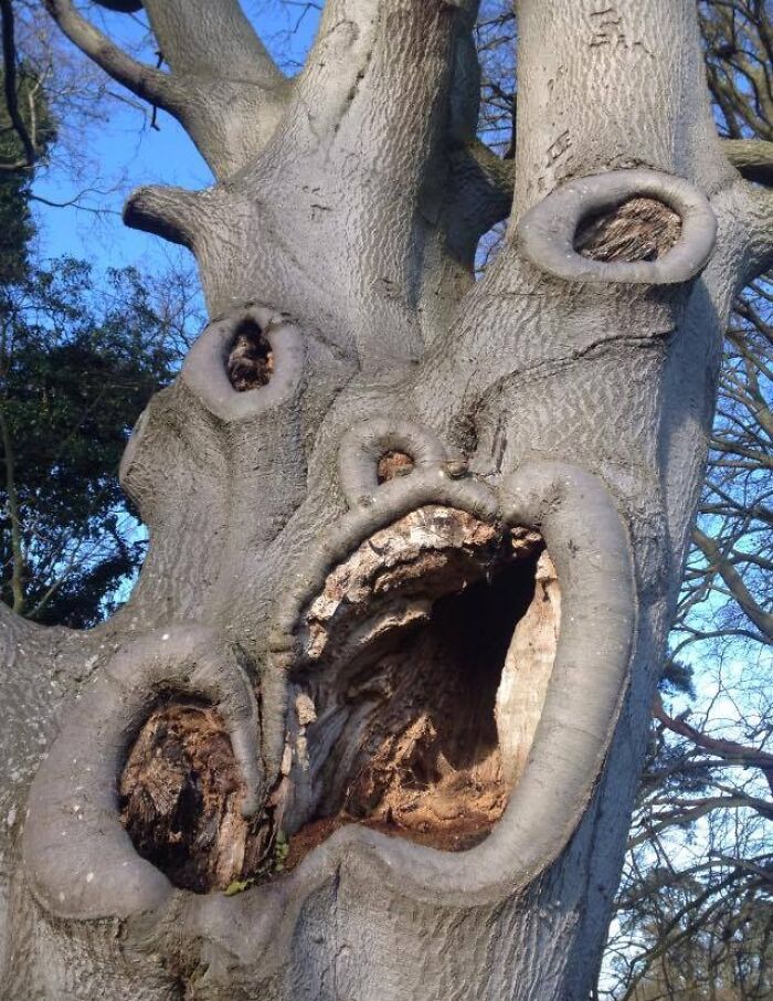 A tree trunk with knotholes that resemble a screaming face, making for terrifying nature pics.