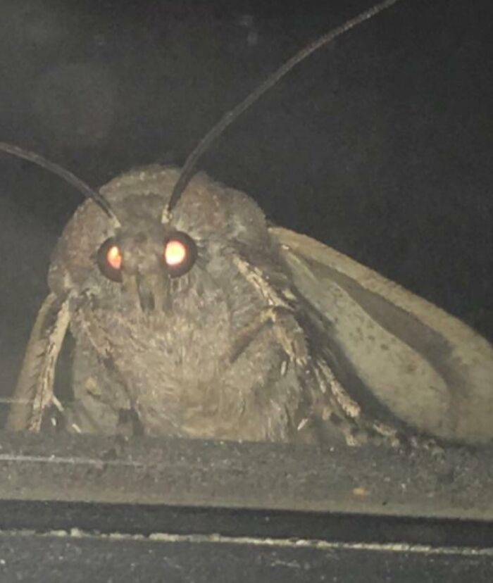 A large moth with glowing red eyes stares intently, a close-up that's among terrifying nature pics.