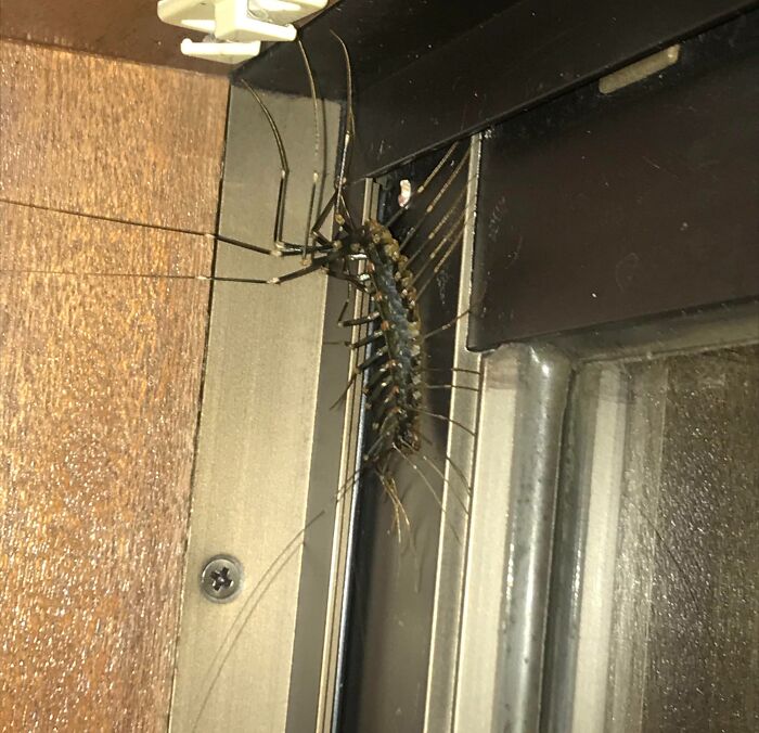 A huge house centipede crawls on a door frame, a terrifying nature pic of an insect indoors.