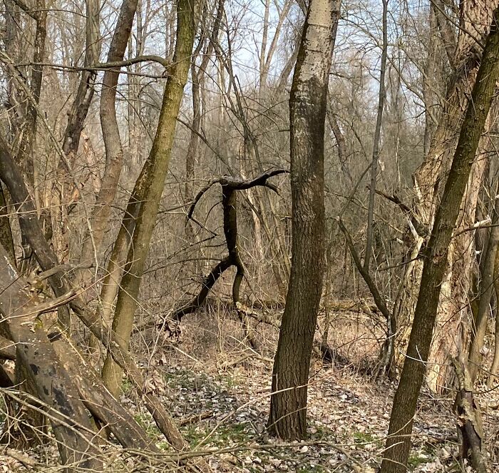 A terrifying nature pic showing a spooky, man-like tree branch figure in a bare forest, evoking a sense of dread.