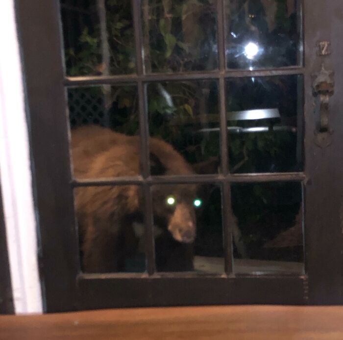 A terrifying nature pic of a bear with glowing green eyes peering through a window at night, creating a scary scene.
