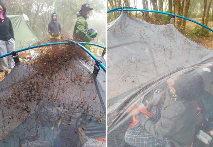 Terrifying nature pics show two images of a tent covered in a massive swarm of long-legged spiders.