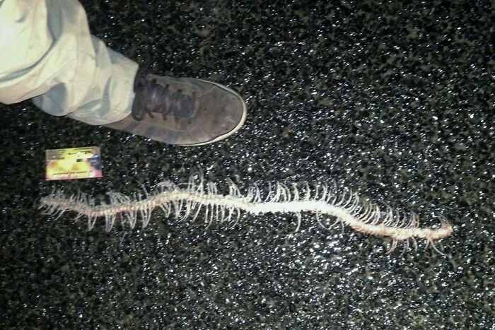 Terrifying nature pics show a person's foot next to a long, gruesome skeleton of an unknown creature on asphalt.