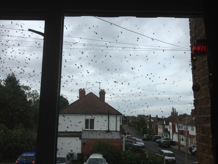 Terrifying nature pics show a window covered in many flying insects, with houses and a cloudy sky outside.