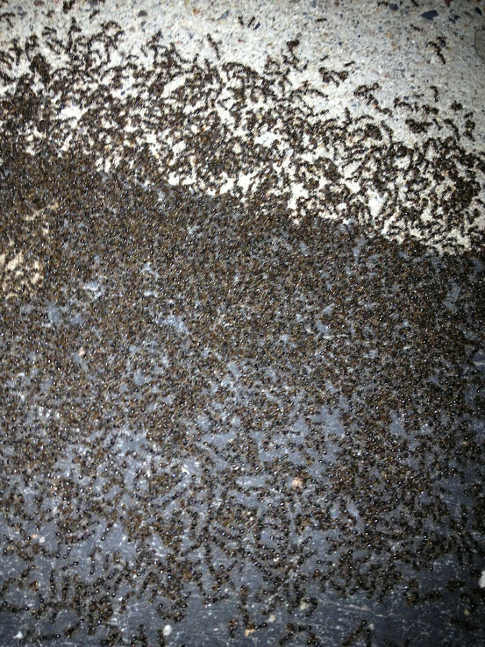 Terrifying nature pics show a dark surface overrun with countless tiny black ants forming a dense mass.