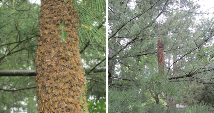 Terrifying nature pics show a tree trunk completely covered in a dense swarm of brown insects.